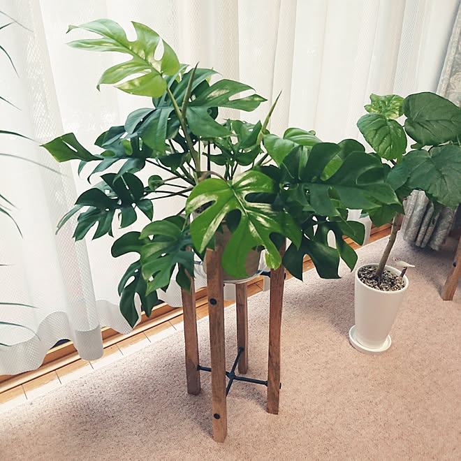 ウランベータとモンステラ