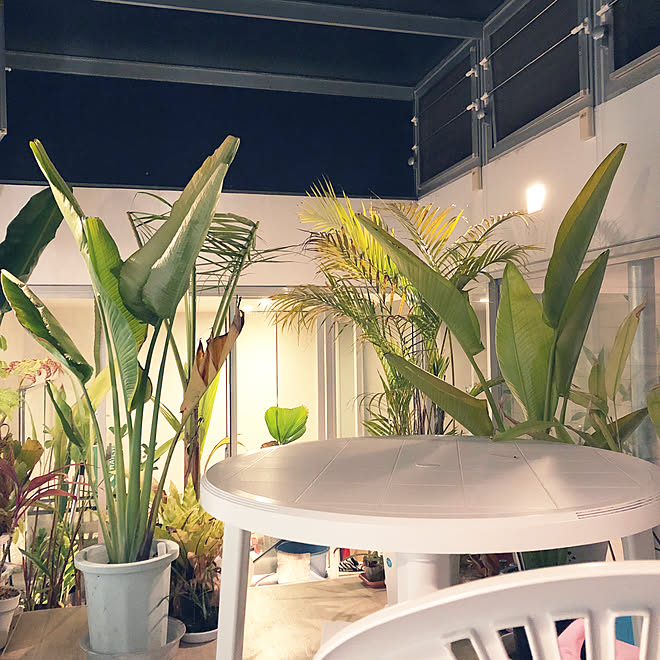 ラグジュアリー 観葉植物の飾り方 アウトドアインテリア 南国 インコ などのインテリア実例 19 04 23 21 07 16 Roomclip ルームクリップ