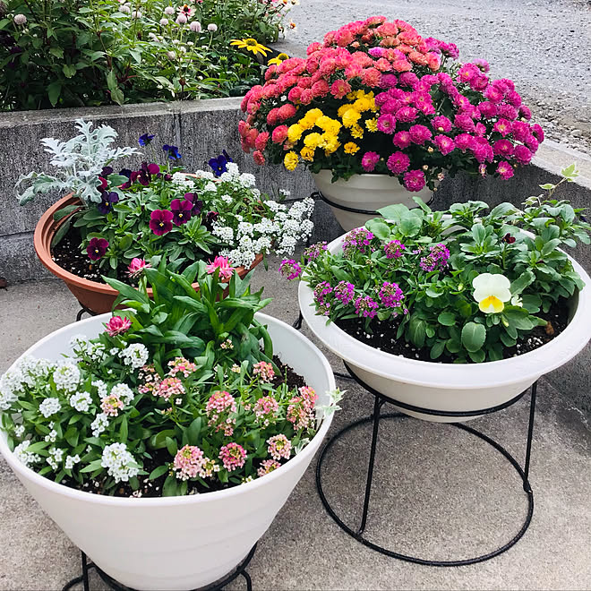 ヘリクリサム サントリー コロロ アリッサム 花のある暮らし ガーデニング などのインテリア実例 21 10 31 09 17 30 Roomclip ルームクリップ ヘリクリサム サントリー コロロ アリッサム 花のある暮らし ガーデニング などのインテリア実例 21 10 31 09 17 30 Roomclip ルームクリップ