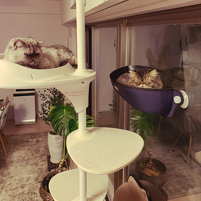 猫と暮らす家/ねこ部屋/ねこと暮らす。/ねこのいる日常/観葉植物...などのインテリア実例 - 2022-10-02 21:43:07