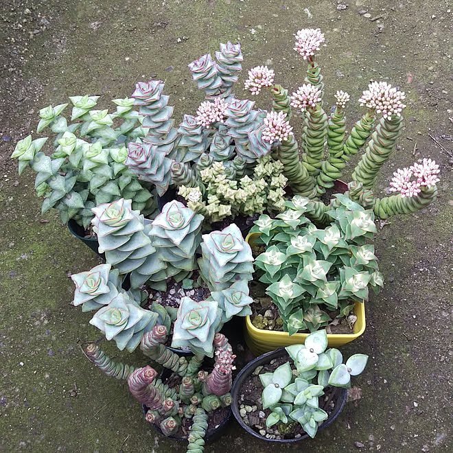 星の王子 お花大好き 多肉販売 植物 観葉植物 などのインテリア実例 17 11 30 37 18 Roomclip ルームクリップ