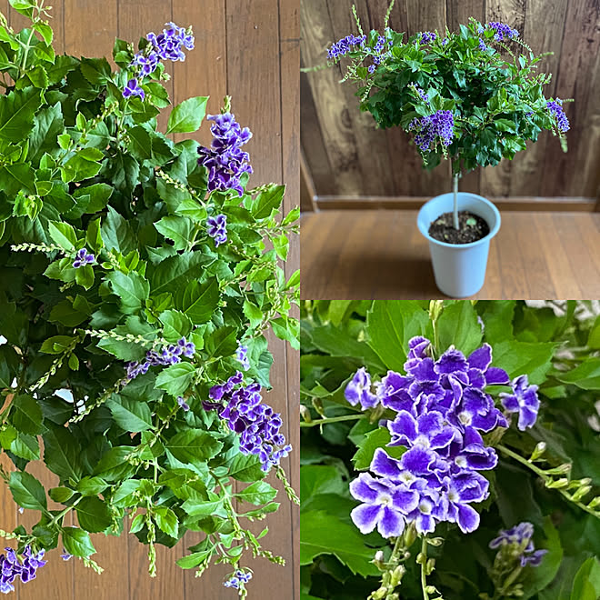 むらさき むらさきの花 デュランタ デュランタタカラヅカ デュランタ 宝塚 などのインテリア実例 21 09 17 18 01 58 Roomclip ルームクリップ