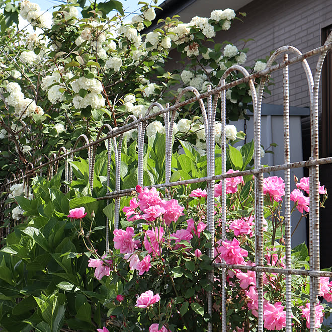 父が作った鉄筋フェンス/ミニバラ地植え/お庭/RCの出会いに感謝♡/小屋...などのインテリア実例 - 2019-04-30 09:23:22