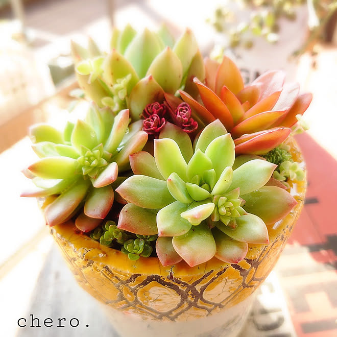 chero.さんの部屋