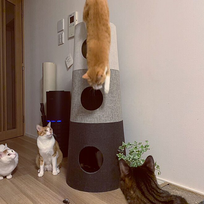 猫スペース/ねこと暮らす/ねこ/シンプルが好き/壁/天井のインテリア実例 - 2020-04-06 22:10:33