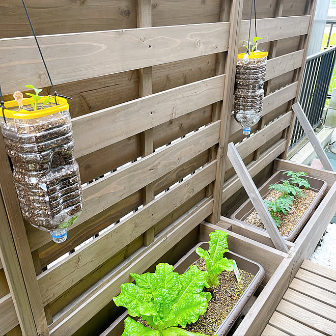 吊るし栽培 ペットボトル菜園 野菜 プランター 家庭菜園 などのインテリア実例 22 04 27 17 54 49 Roomclip ルームクリップ