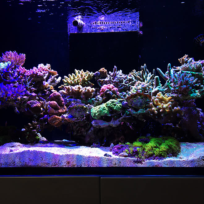 aquarium_seaさんの部屋