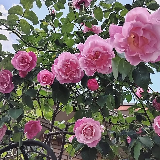 花のある暮らし/花が好き/庭のある暮らし/庭の花を飾る/薔薇のある暮らし...などのインテリア実例 - 2023-05-03 21:32:52