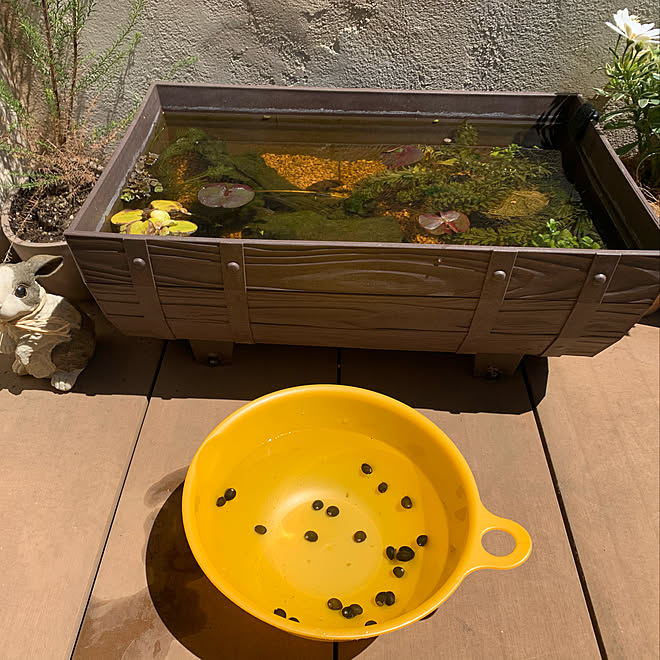 ビオトープ メダカビオトープ メダカ めだか 石巻貝 などのインテリア実例 04 25 12 42 33 Roomclip ルームクリップ