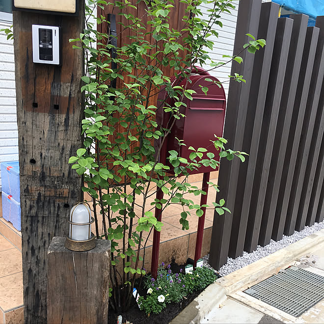 玄関 入り口 シンボルツリー植えました ボンボビ ポスト 多肉植物のインテリア実例 18 05 19 14 24 52 Roomclip ルームクリップ