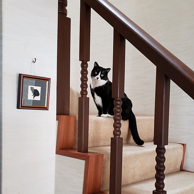 猫スペース/階段/猫/ねこのいる風景/ねこと暮らす...などのインテリア実例 - 2020-04-27 10:05:22