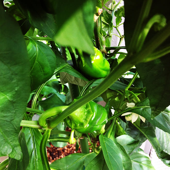 部屋全体/家庭菜園/プランター/ベランダ菜園/家庭菜園のある生活