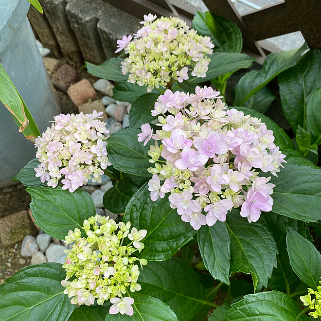 地植え/紫陽花/植物/庭/花のある暮らし...などのインテリア実例 - 2023-06-18 22:01:28