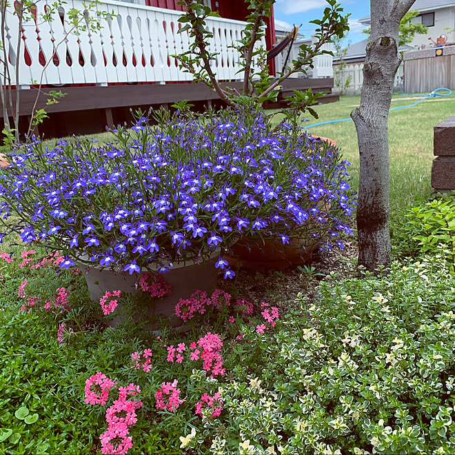 タイム アズーロコンパクト タピアン 花のある暮らし お花のある暮らし などのインテリア実例 05 21 22 00 52 Roomclip ルームクリップ