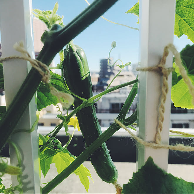 観葉植物/一人暮らし/植物のある暮らし/ナチュラル/ルーフバルコニー...などのインテリア実例 - 2019-08-04 14:08:32