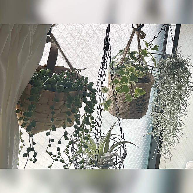 壁/天井/観葉植物のある暮らし/観葉植物/ダイソー/ナチュラル...などのインテリア実例 - 2023-07-16 17:08:39