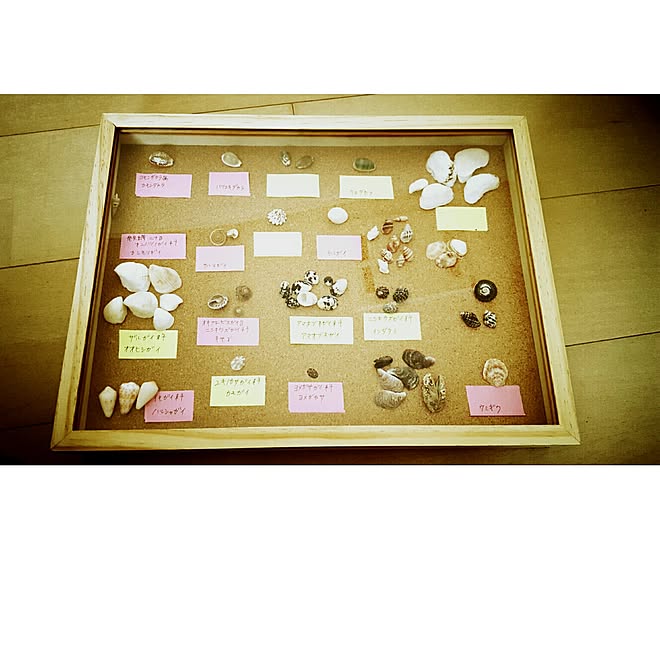 棚/貝殻採集/標本箱/貝殻/ダイソー...などのインテリア実例 - 2016-08