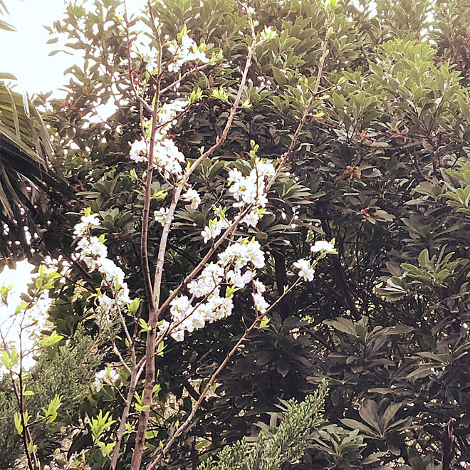 東京城南大田区/野鳥多くやってくる/モレシャンズ倶楽部/開花しました〜♡/桜の木...などのインテリア実例 - 2019-03-26 08:19:50