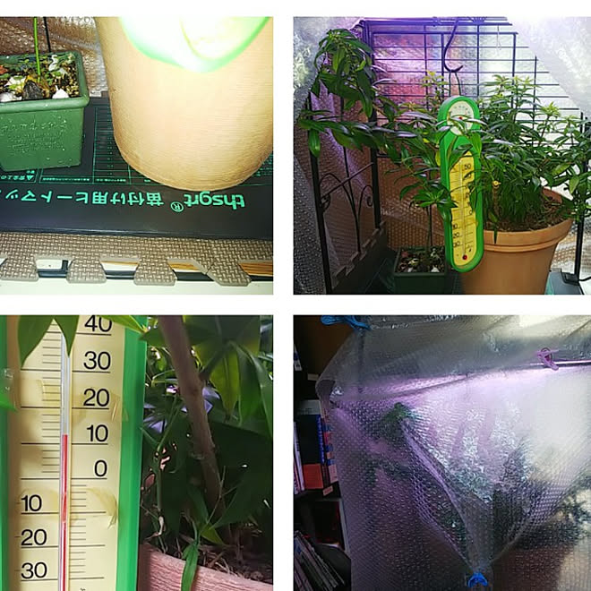 部屋全体 冬越しに向けて 観葉植物 簡易温室diy 熱帯植物 などのインテリア実例 22 12 17 12 04 27 Roomclip ルームクリップ