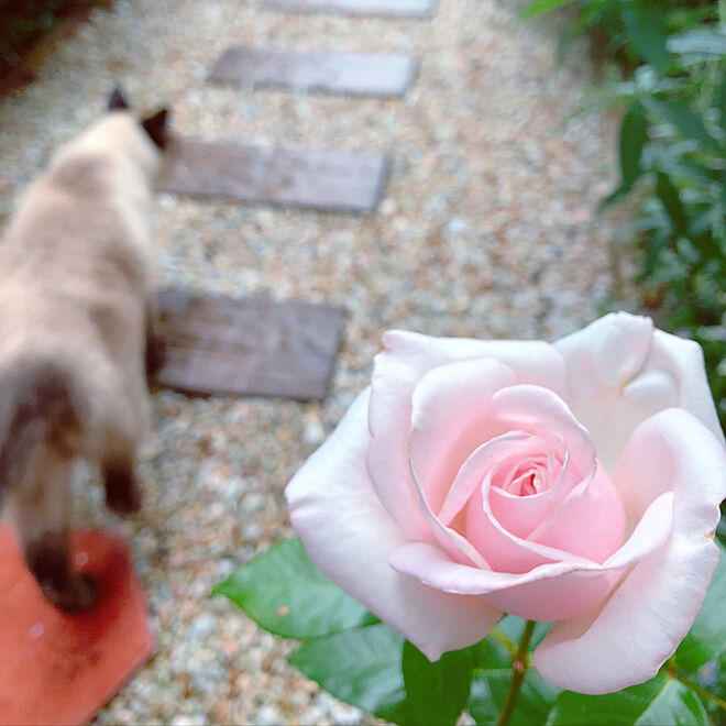 玄関/入り口/猫と暮らす/猫が遊べるお庭♪/猫との生活/昨年お迎えした挿し木の薔薇が咲きました♪...などのインテリア実例 - 2018-06-04 10:15:56