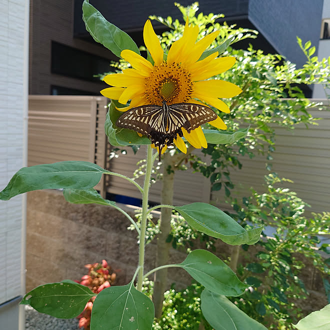 玄関 入り口 ひまわり 玄関前 ガーデニング 黄色い花 ダイソーの種 などのインテリア実例 21 07 30 13 25 03 Roomclip ルームクリップ