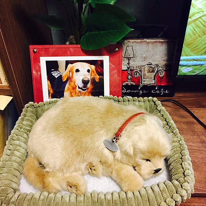 リビング/ぬいぐるみ/ゴールデンレトリバー/フェイクグリーン/雑貨