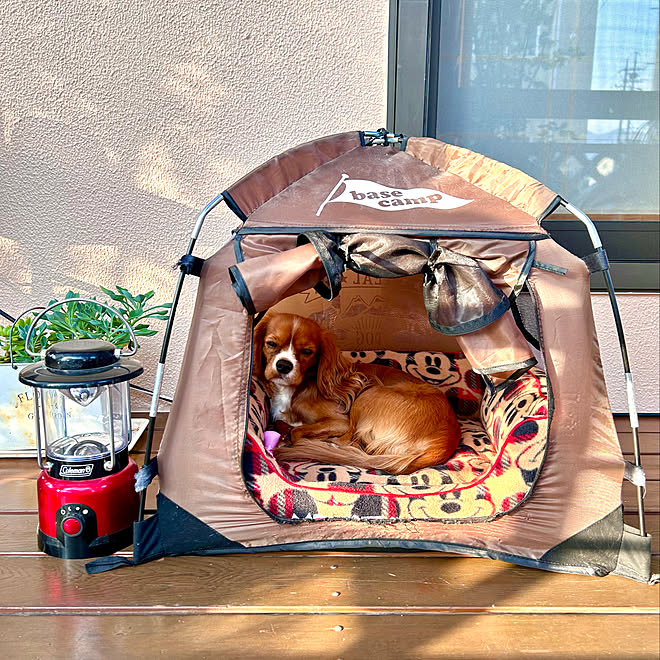コールマン 犬用 テント