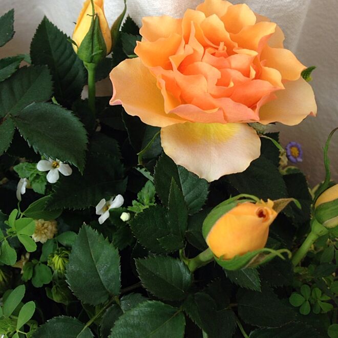 リビング/寄せ植え/オレンジ色のバラのインテリア実例 - 2014-04-30 12:24:35