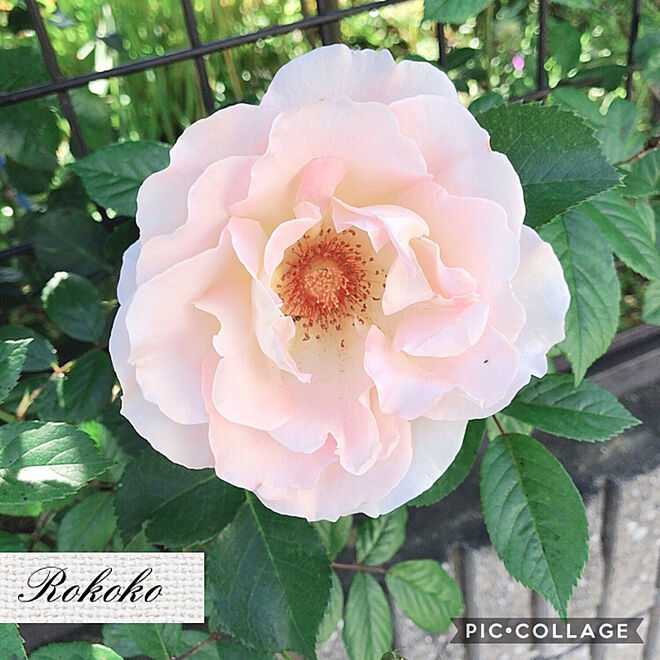 ロココ/薔薇/バラ/日々の生活を楽しむ/植物のある暮らし...などのインテリア実例 - 2019-05-14 14:33:43