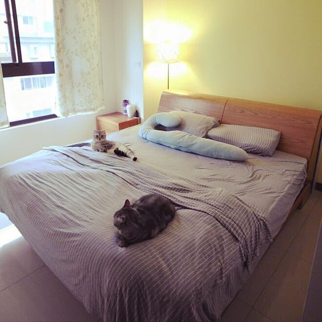ベッド周り/cat/北欧/IKEA/Taiwanのインテリア実例 - 2016-08-26 23:48:50