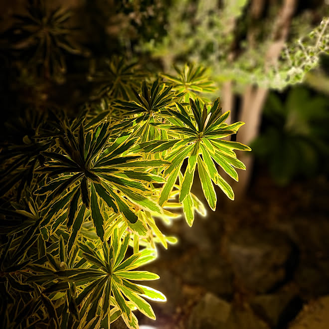 玄関/入り口/お気に入りのカラー/植物のある暮らし/小さな植栽スペース/ライトアップ...などのインテリア実例 - 2021-07-10 23:43:22