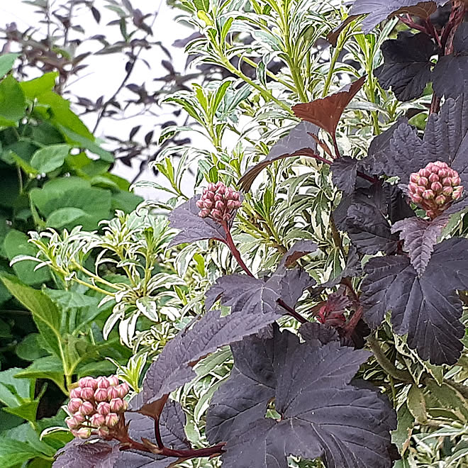 壁 天井 庭 21 5 17 自分で植えた木と草花 アメリカテマリシモツケ ディアボロ などのインテリア実例 21 05 17 17 11 02 Roomclip ルームクリップ