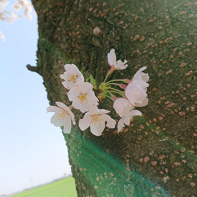 今年の桜/お花見/さくら/お花見にのインテリア実例 - 2018-06-17 14:40:39