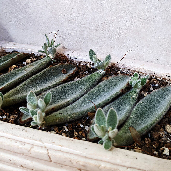 玄関/入り口/大きく育ってる～♪/耳うさぎ/植物のある暮らし/玄関ホール...などのインテリア実例 - 2021-02-16 12:09:50