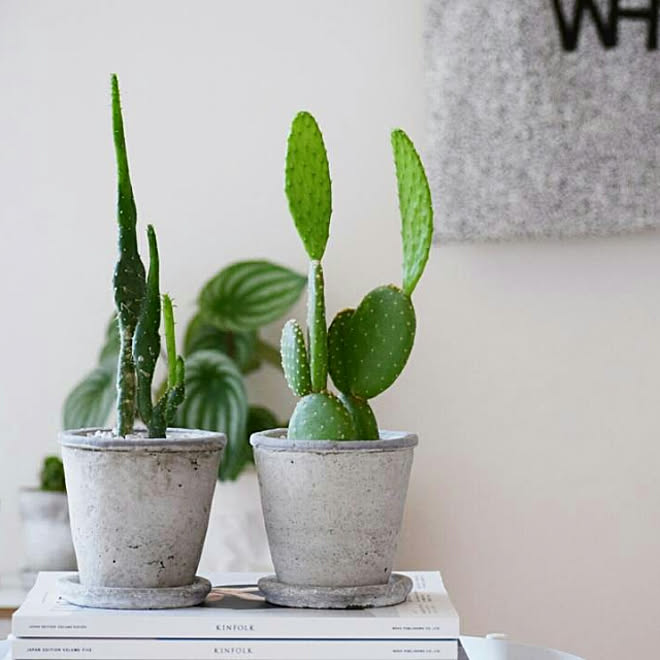 植物のある暮らし/モノトーンインテリア/白黒インテリア/北欧インテリア/Instagramやってます...などのインテリア実例 - 2017-08-17 20:24:17