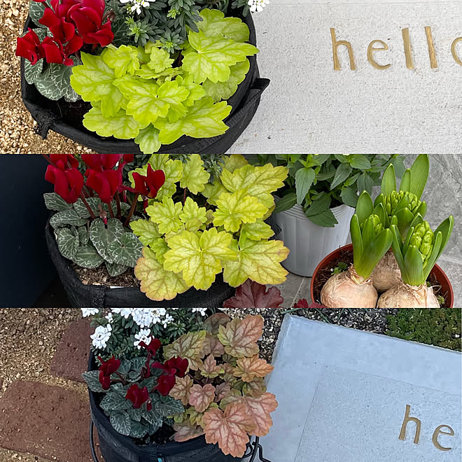 シクラメン 紅葉 フローズンマスカット ヒューケラドルチェ ヒューケラ などのインテリア実例 22 12 30 01 27 17 Roomclip ルームクリップ