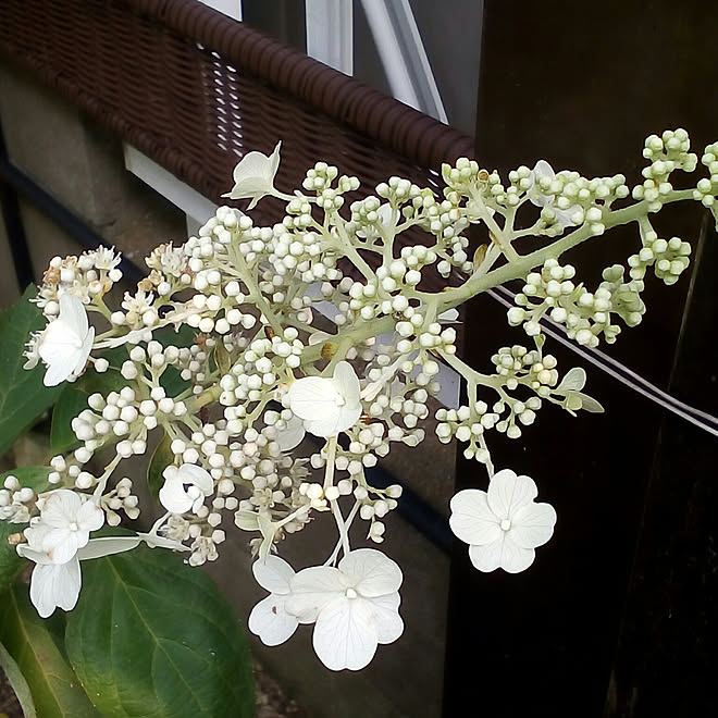 壁/天井/日替わり投稿企画!木曜日/植物/花のある暮らし/NO GREEN NO LIFE...などのインテリア実例 - 2017-07-27 17:14:02