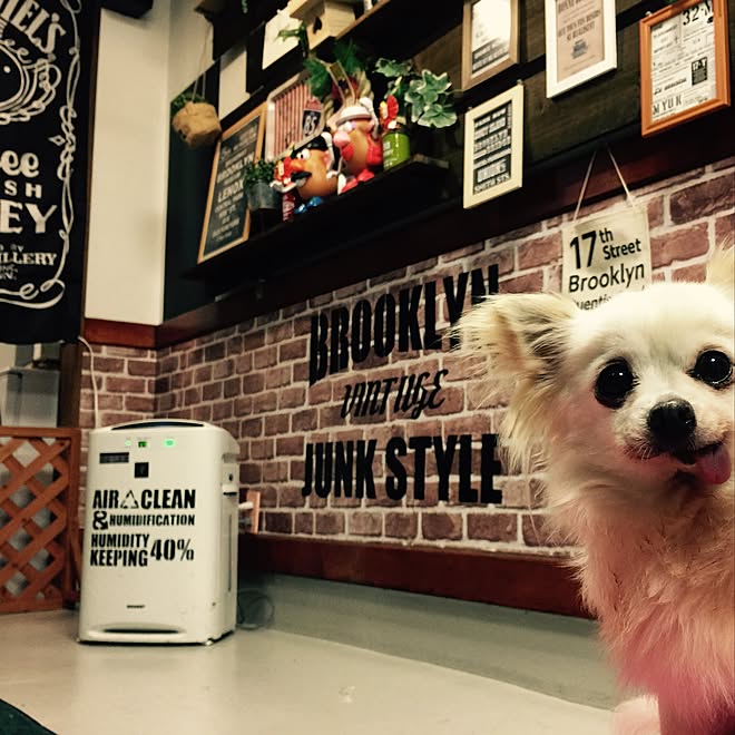 壁/天井/写真飾り/空気清浄機リメイク/ジャックダニエル/おばあちゃん犬...などのインテリア実例 - 2017-01-07 23:09:00