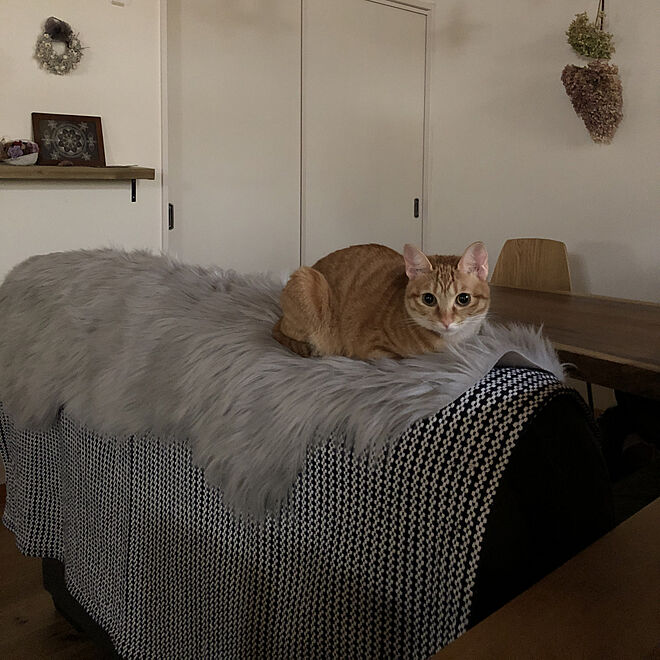 ベッド周り/猫のいる暮らしのインテリア実例 - 2019-02-09 11:32:16