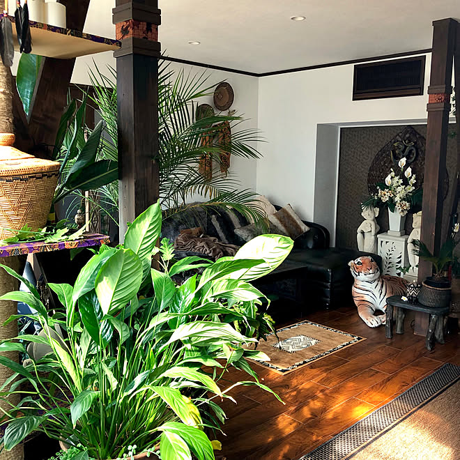 リビング 観葉植物 アタの籠 ミックスインテリア アジアンテイスト などのインテリア実例 19 02 16 14 16 56 Roomclip ルームクリップ