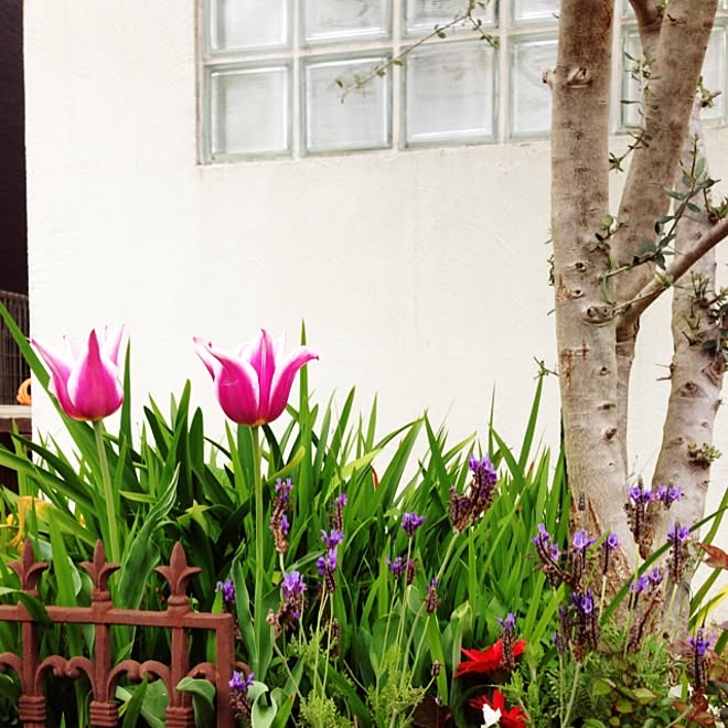 玄関/入り口/庭/花のインテリア実例 - 2014-04-23 22:49:02