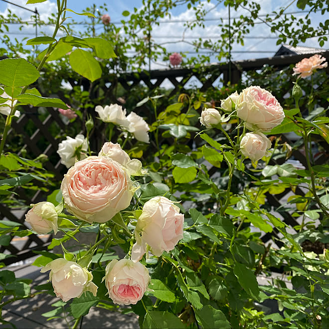 パシュミナ/バラ/薔薇/ベランダガーデン/輸入住宅...などのインテリア