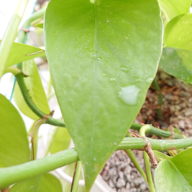 リビング/観葉植物/多肉植物/植物のある暮らし/虫対策...などのインテリア実例 - 2023-08-10 02:10:13