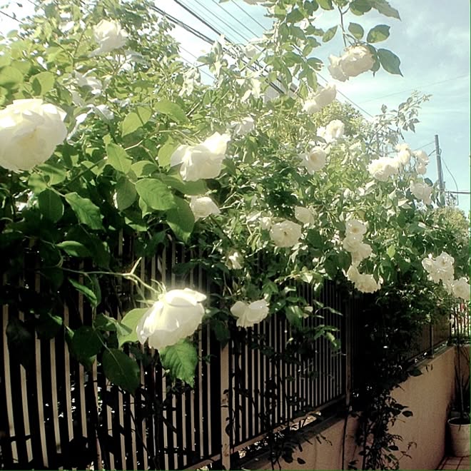 部屋全体/#garden #rose/植物のインテリア実例 - 2013-10-30 13:55:18