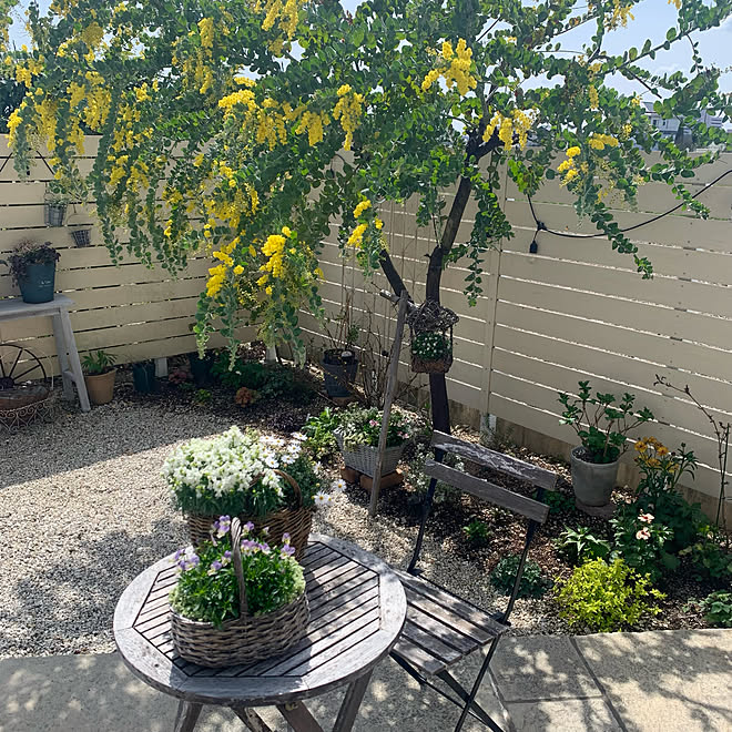 驚きの値段で 花のある暮らし様専用 パールアカシア ミモザ 植物 観葉植物 Truveris Com