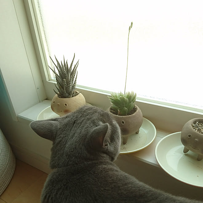 玄関/入り口/注文住宅/こどものいる暮らし/多頭飼い/ねこのいる暮らし...などのインテリア実例 - 2019-08-25 13:27:54