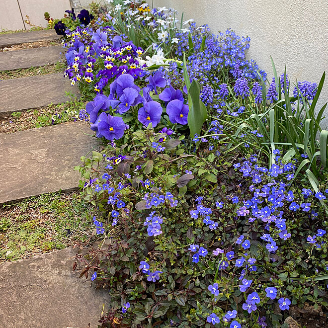 自分で育てたお花/ビオラ/チューリップ/グリーンのある暮らし/花のある暮らし...などのインテリア実例 - 2023-03-22 12:21:48