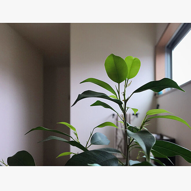 廊下/窓/観葉植物のインテリア実例 - 2020-05-16 21:42:24