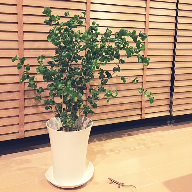 ベンジャミンバロック ホームセンターで購入 マグネット 植物 リビングのインテリア実例 15 03 14 55 47 Roomclip ルームクリップ