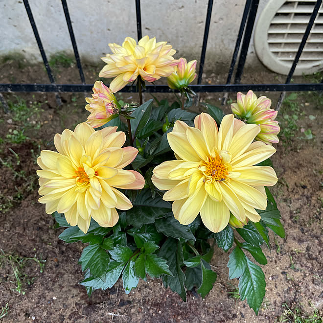 多年草と長い付き合いがしたい レディダリアユバ 蒸し暑い 南向きの窓辺 3日ぶりの晴れ などのインテリア実例 21 05 19 15 14 Roomclip ルームクリップ